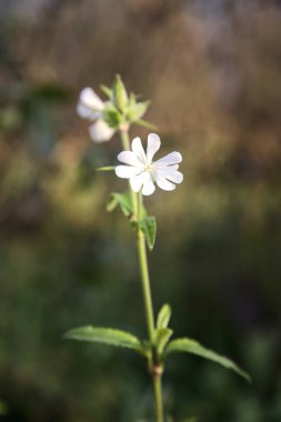Yakından görülen bir sapta beyaz çiçekler