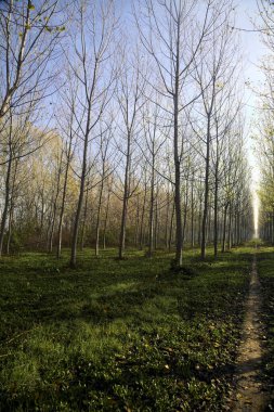 Sonbaharda güneşli bir günde huş ağacının koruluğunda patika.