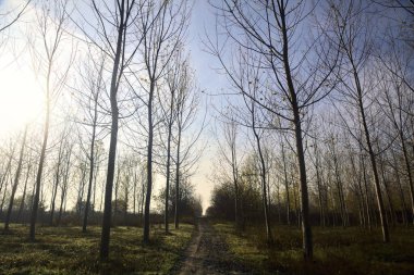 Sonbaharda güneşli bir günde huş ağacının koruluğunda patika.