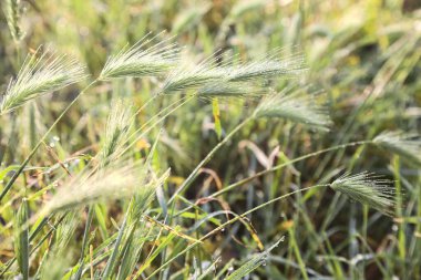 Üzerlerinde çiy taneleri olan tilki kuyrukları yakından görülüyor.