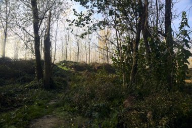 Sonbaharda bir ağaçla kaplı bir korulukta yol.