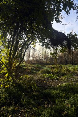 Sonbaharda bir ağaçla kaplı bir korulukta yol.