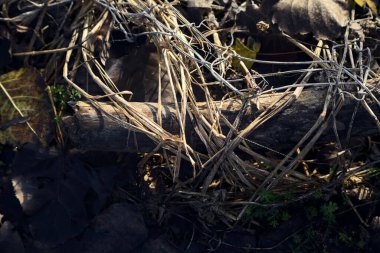 Topraktan çıkan kök yakından görülüyor.