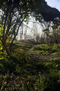 Sonbaharda bir ağaçla kaplı bir korulukta yol.