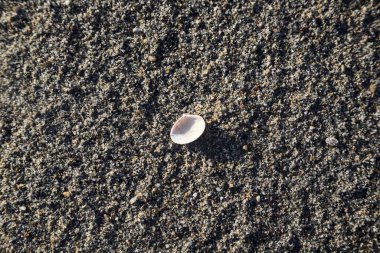 Kumsalda deniz kabuğu Yakından görülüyor