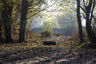 Sonbaharda İtalya 'nın kırsalında yapraklarla kaplı kumun üzerindeki iki ağaç arasındaki lastik.