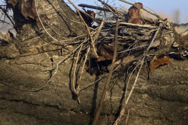Üzerine yeşillik dökülmüş kütük yakından görülüyor.