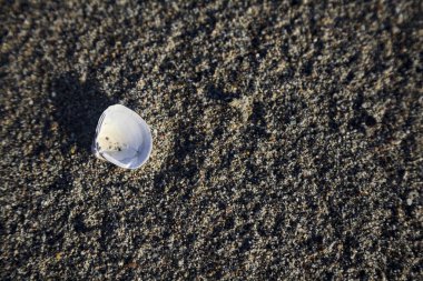 Kumsalda deniz kabuğu Yakından görülüyor