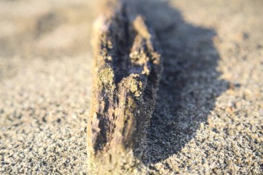 Kuma yapış, yakından bak.