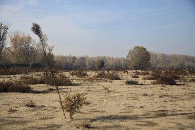 Sonbaharda arka planda ormanları olan patikaları ve çalıları olan Sandy nehri kenarı.