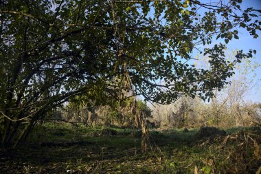 Sonbaharda bir ağaçla kaplı bir korulukta yol.