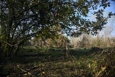 Sonbaharda bir ağaçla kaplı bir korulukta yol.