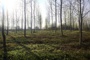 Sonbaharda güneşli bir günde huş ağacının koruluğunda patika.