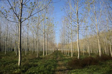 Sonbaharda güneşli bir günde huş ağacının koruluğunda patika.