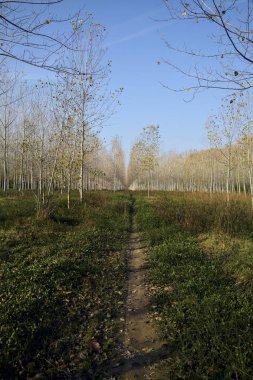 Sonbaharda güneşli bir günde huş ağacının koruluğunda patika.