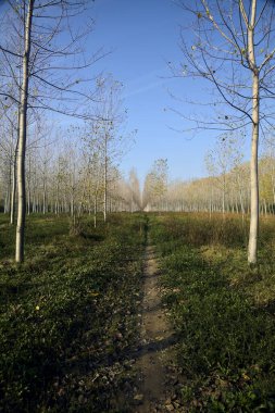 Sonbaharda güneşli bir günde huş ağacının koruluğunda patika.