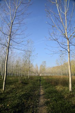 Sonbaharda güneşli bir günde huş ağacının koruluğunda patika.