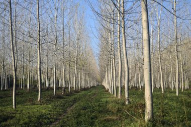 Sonbaharda güneşli bir günde huş ağacının koruluğunda patika.