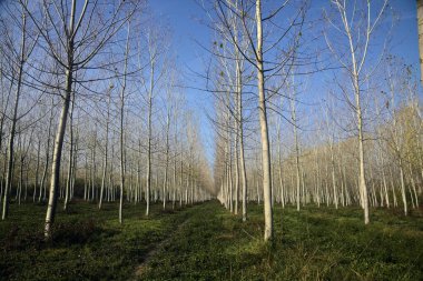 Sonbaharda güneşli bir günde huş ağacının koruluğunda patika.