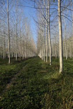 Sonbaharda güneşli bir günde huş ağacının koruluğunda patika.