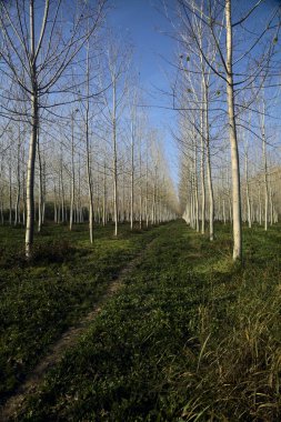 Sonbaharda güneşli bir günde huş ağacının koruluğunda patika.
