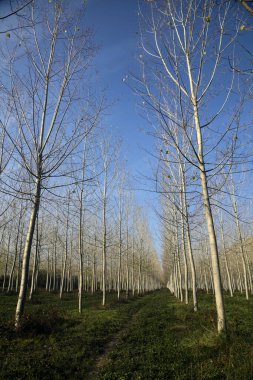 Sonbaharda güneşli bir günde huş ağacının koruluğunda patika.