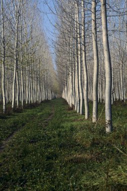 Sonbaharda güneşli bir günde huş ağacının koruluğunda patika.