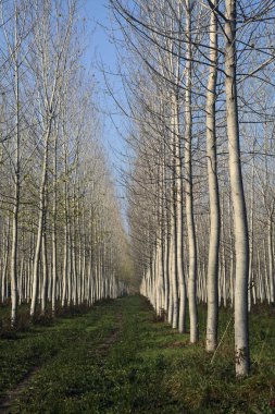 Sonbaharda güneşli bir günde huş ağacının koruluğunda patika.