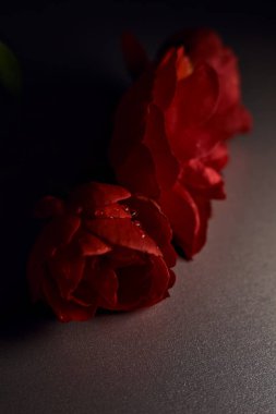 Gri bir yüzeyde üç kırmızı gül. Yakından görülüyor.