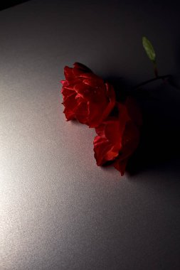 Gri bir yüzeyde iki kırmızı gül. Yakından görülüyor.