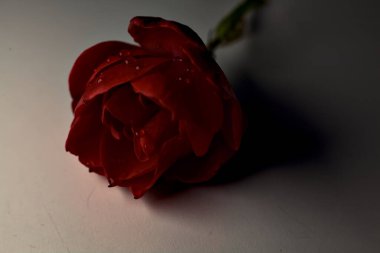 Üzerinde su damlaları olan kırmızı bir gül Gri bir yüzeye yakın görünüyor