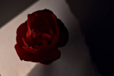 Üzerinde su damlaları olan kırmızı bir gül Gri bir yüzeye yakın görünüyor