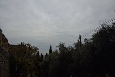 Zeytin ağaçları ve bulutlu gökyüzü olan bir sınır duvarı.