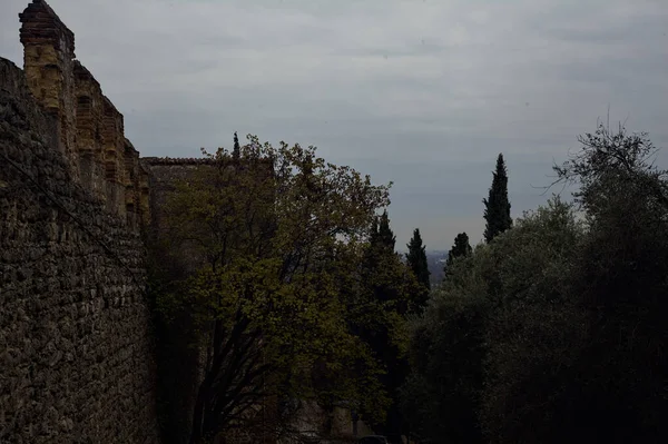 Olive trees and a boundary wall with an overcast sky