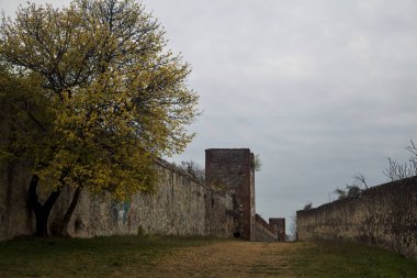 Sonbaharda bir parkta, taştan bir kalenin yanında büyüyen sarı yapraklı ağaç.