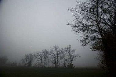 Sonbaharda sisli bir günde, uzaklarda bir sıra kavak ağacı olan ekili tarla.