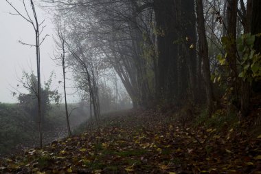 Sonbaharda sisli bir günde, bir tarlanın yanındaki kavak yapraklarıyla kaplı patika.