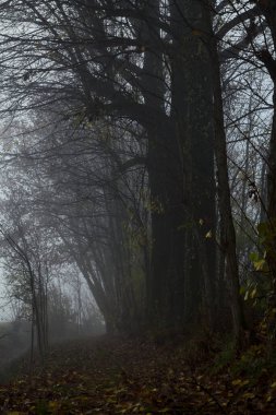 Sonbaharda sisli bir günde, bir tarlanın yanındaki kavak yapraklarıyla kaplı patika.