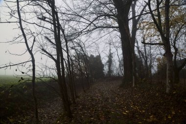 Sonbaharda sisli bir günde, bir tarlanın yanındaki kavak yapraklarıyla kaplı patika.