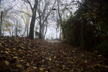 Sonbaharda sisli bir günde, bir tarlanın yanındaki kavak yapraklarıyla kaplı patika.