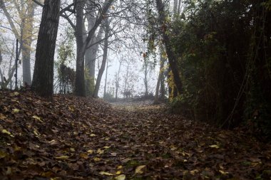 Sonbaharda sisli bir günde, bir tarlanın yanındaki kavak yapraklarıyla kaplı patika.