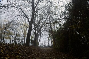 Sonbaharda sisli bir günde, bir tarlanın yanındaki kavak yapraklarıyla kaplı patika.