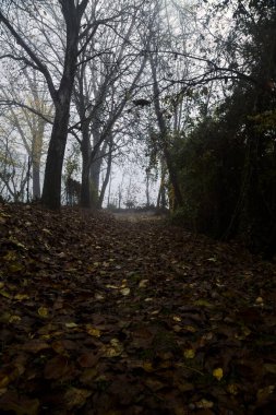 Sonbaharda sisli bir günde, bir tarlanın yanındaki kavak yapraklarıyla kaplı patika.