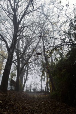 Sonbaharda sisli bir günde, bir tarlanın yanındaki kavak yapraklarıyla kaplı patika.
