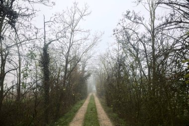 İtalya 'da sonbaharda sisli bir günde çıplak ağaçlarla çevrili çakıl yolu.