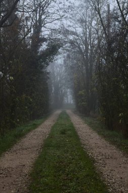 İtalya 'da sonbaharda sisli bir günde çıplak ağaçlarla çevrili çakıl yolu.