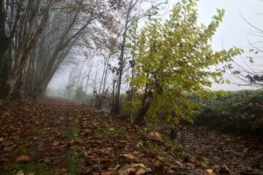 Sonbaharda sisli bir günde, bir tarlanın yanındaki kavak yapraklarıyla kaplı patika.