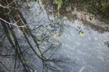 Sonbaharda çıplak ağaçlar küçük bir su deresine dökülür.