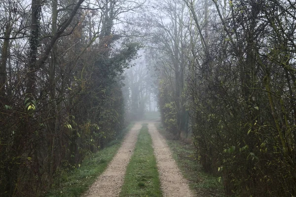 Gravel path bordered and covered by bare trees on a foggy day in the italian countryside in autumn