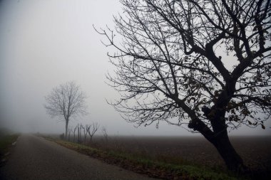 İtalya kırsalında dar bir yol sisli bir kışın kenarında çıplak bir ağaçla